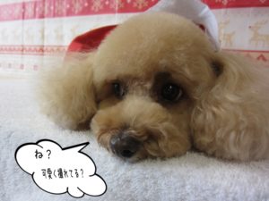 スヌーピー似トイプードル