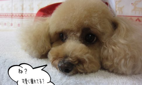 スヌーピー似トイプードル