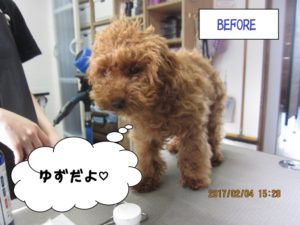 カット前トイプードル