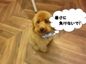 施術前トイプードル