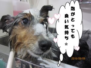 シャンプー中シェルティー