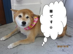 施術後柴犬
