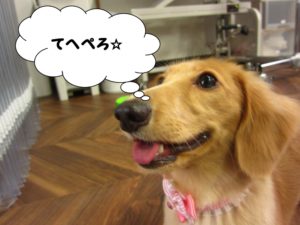 施術後ミニチュアダックス