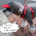 お散歩中Mシュナ