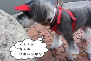 お散歩中Mシュナ