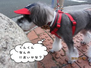 お散歩中Mシュナ