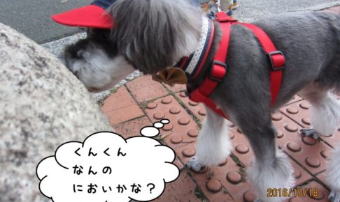 お散歩中Mシュナ