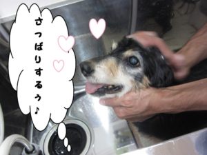 シャンプー中ミニチュアダックス