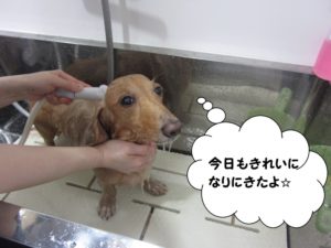 シャンプー中ミニチュアダックス