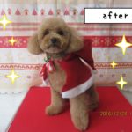 えっへんトイプードル