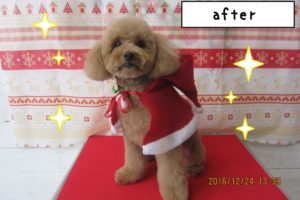 えっへんトイプードル