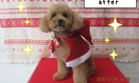 えっへんトイプードル