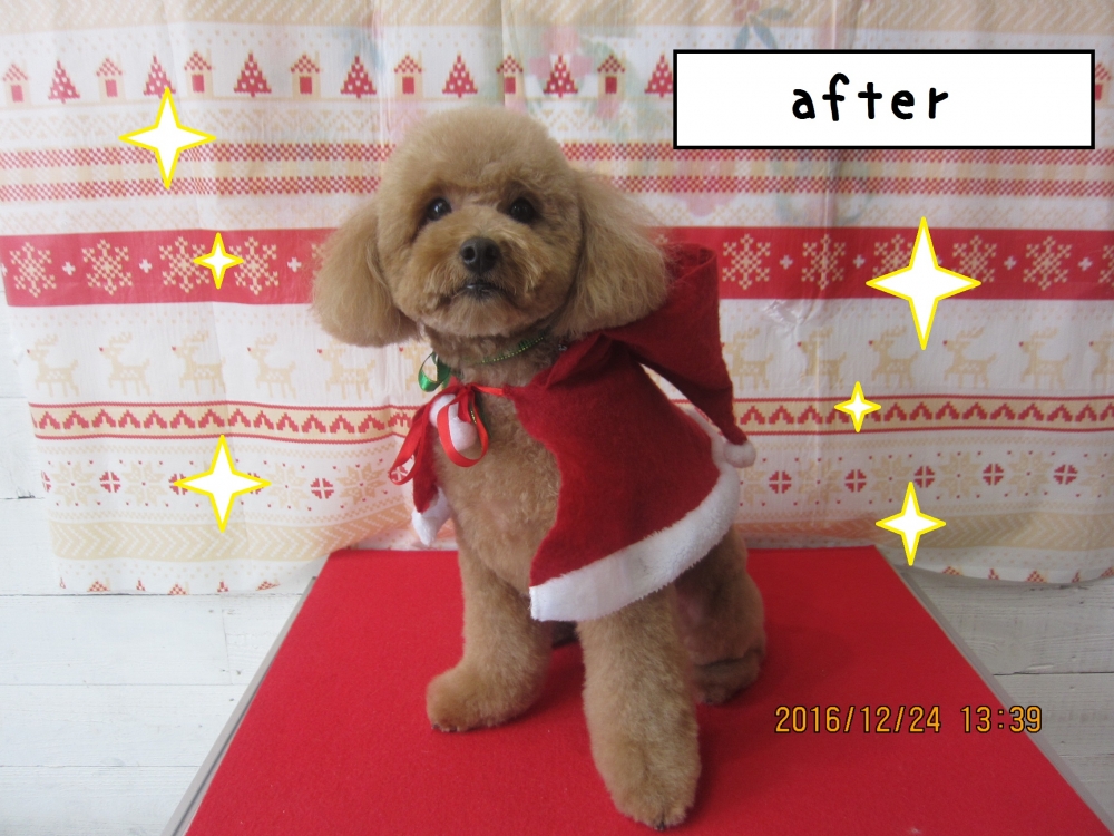 えっへんトイプードル