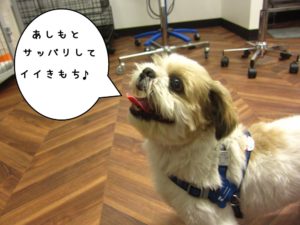 施術後シーズー