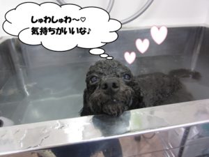 スパ中トイプードル