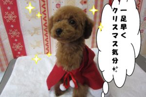 サンタさんトイプードル