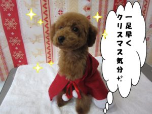 サンタさんトイプードル