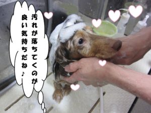 シャンプー中ミニチュアダックス