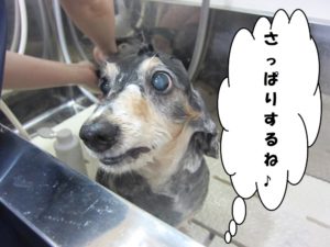 シャンプー中ミニチュアダックス