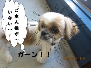 カット後シーズー