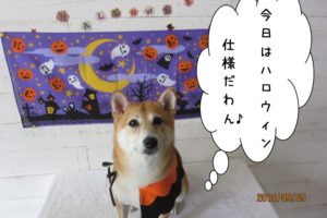 ハロウィン豆柴