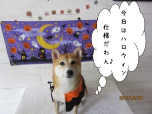 ハロウィン豆柴
