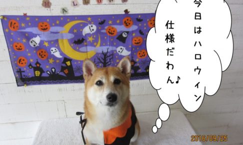 ハロウィン豆柴
