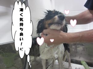 シャンプー中パピヨン