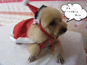 カット後トイプードル