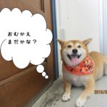 笑顔柴犬