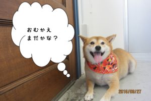 笑顔柴犬