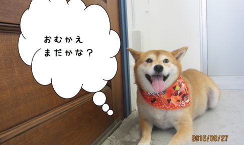 笑顔柴犬