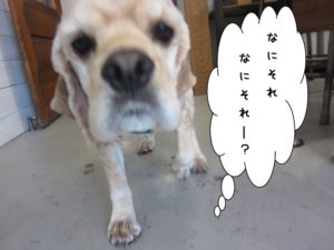 カット後コッカー