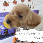 ハロウィントイプードル