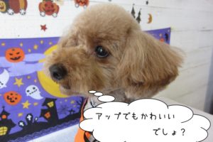 ハロウィントイプードル