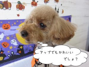 ハロウィントイプードル
