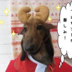 トナカイさんミニチュアダックス
