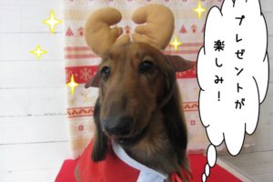 トナカイさんミニチュアダックス