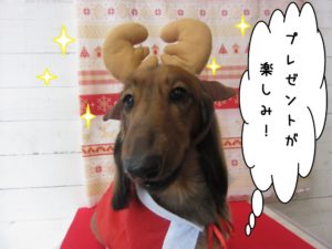 トナカイさんミニチュアダックス