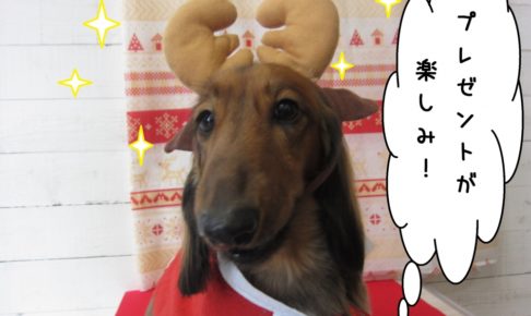 トナカイさんミニチュアダックス