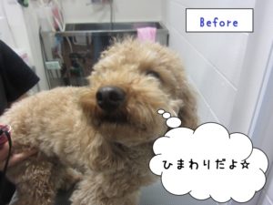 カット前トイプードル