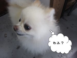 カット前ポメラニアン