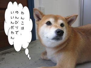 施術後柴犬