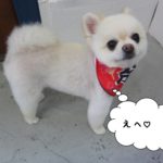 にっこりポメラニアン