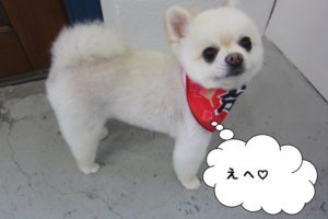 にっこりポメラニアン