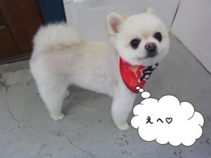 にっこりポメラニアン