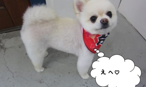 にっこりポメラニアン