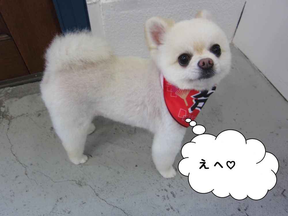 にっこりポメラニアン