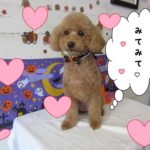 ハロウィントイプードル