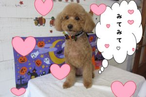 ハロウィントイプードル